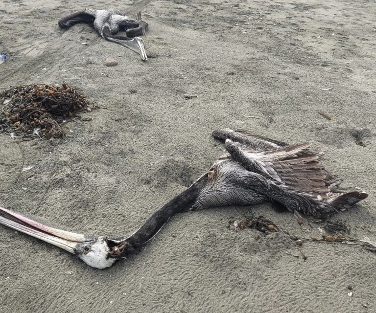 Perú reporta la muerte de más de trece mil aves por influencia aviar. Foto: Redes. Perú reporta la muerte de más de trece mil aves por influencia aviar. Foto: Redes.