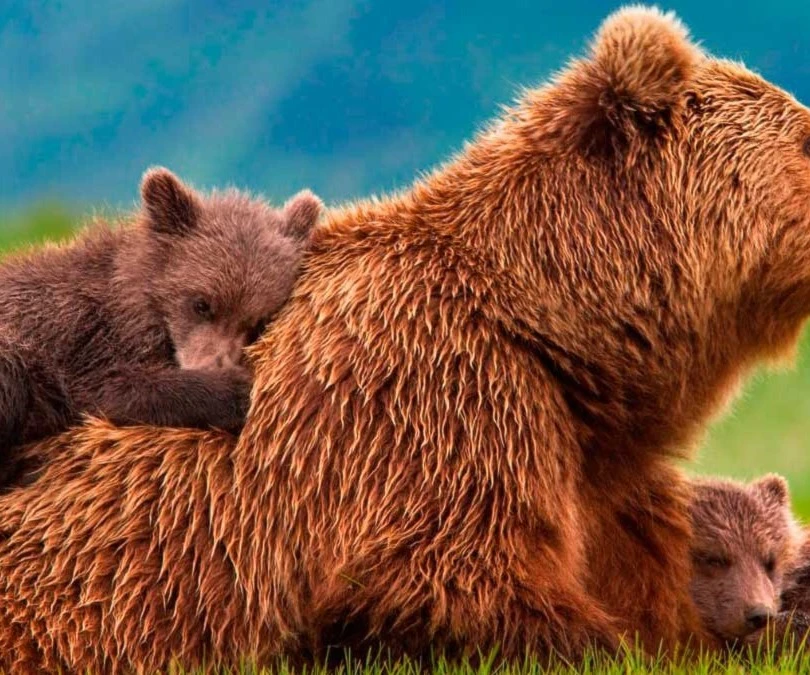 Día Internacional de la Biodiversidad Día Internacional de la Biodiversidad