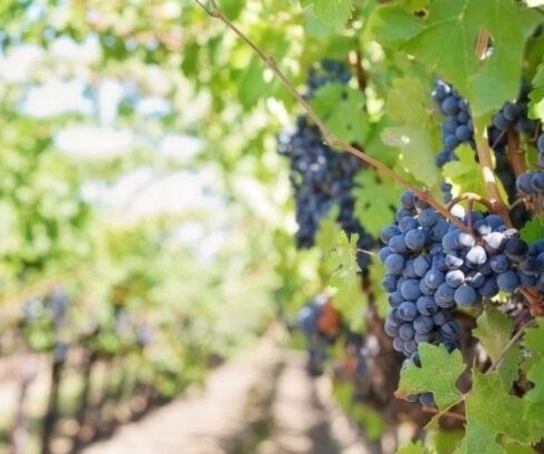 Un equipo de investigadores españoles utilizará inteligencia artificial cuántica para los cultivos agrícolas Un equipo de investigadores españoles utilizará inteligencia artificial cuántica para los cultivos agrícolas