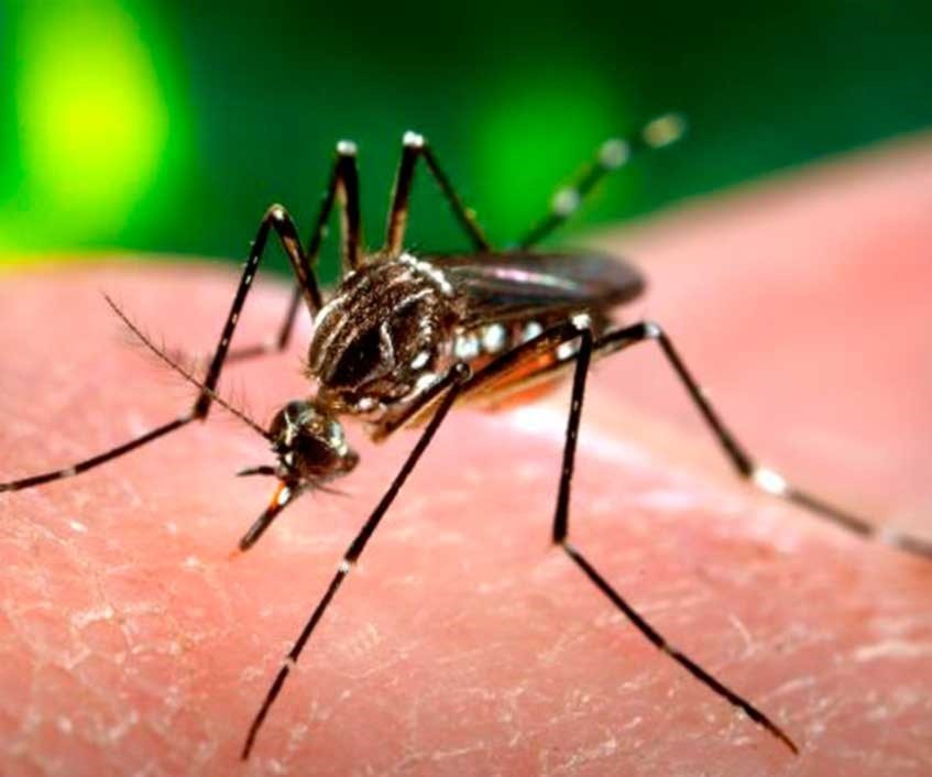 Nueva inteligencia artificial facilita la prevención y detección del dengue Nueva inteligencia artificial facilita la prevención y detección del dengue