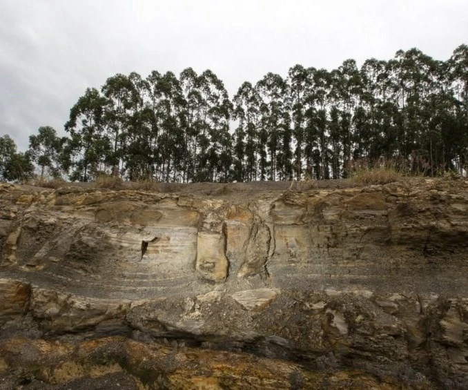 En Brasil existe un bosque fosilizado de 290 años millones de años En Brasil existe un bosque fosilizado de 290 años millones de años