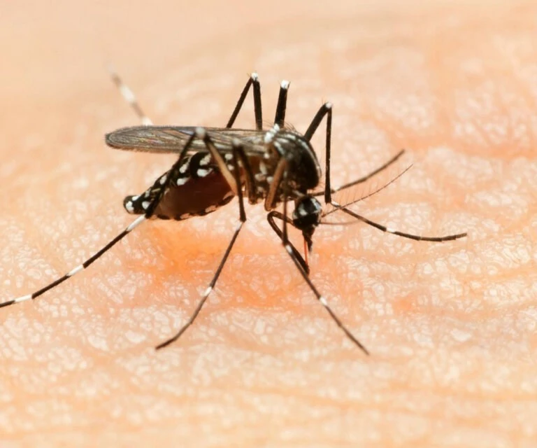 Identifican el origen de la microcefalia causada por el virus del Zika. Foto: Gettyimages. Identifican el origen de la microcefalia causada por el virus del Zika. Foto: Gettyimages.