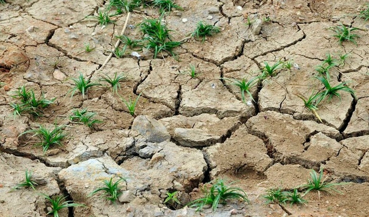 Cambio climático golpeó duro la agricultura de Argelia.