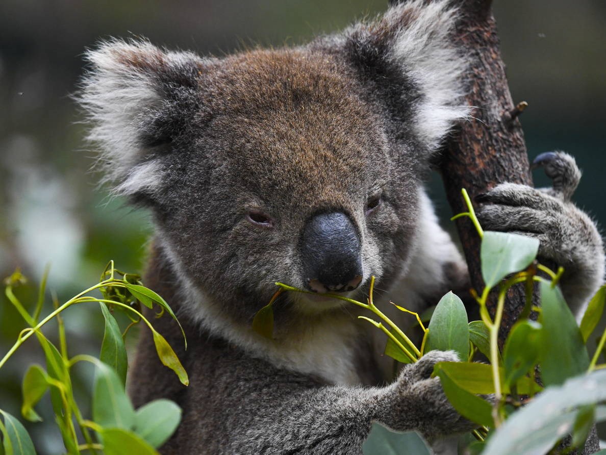 Incendios en Australia ponen en peligro a los koalas.