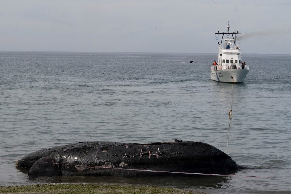 Ascienden a 30 las ballenas muertas en la Patagonia. Foto: Télam.