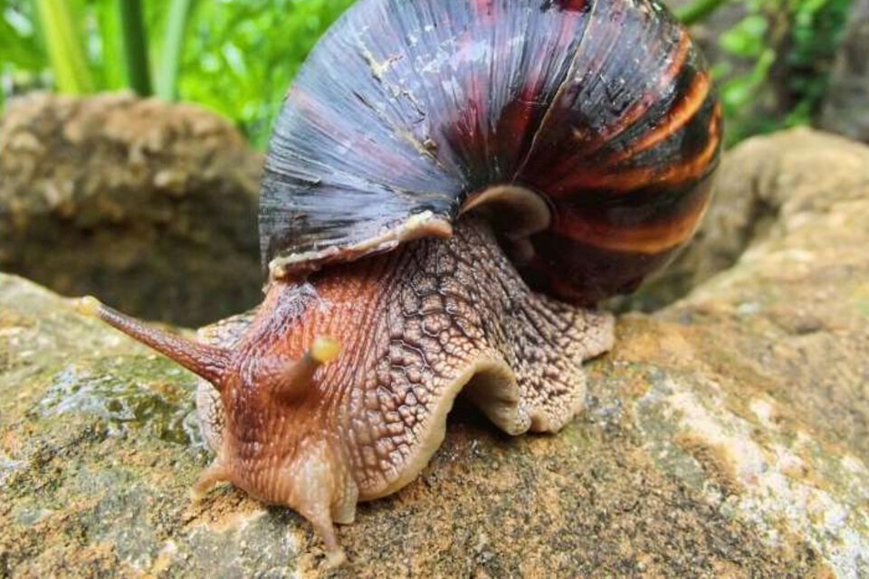 Caracoles gigantes africanos. Foto: EFE. 