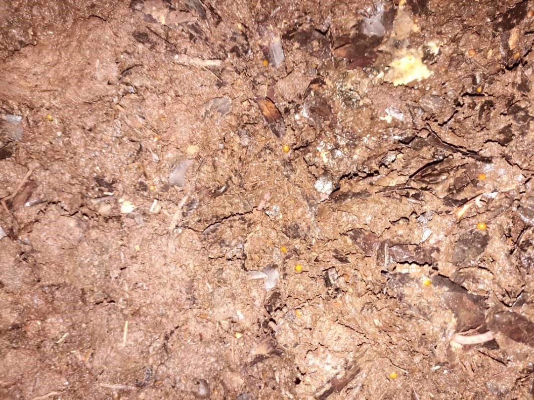 Un sirio reemplaza el uso de fertilizantes químicos. Foto: Tariq Miri.