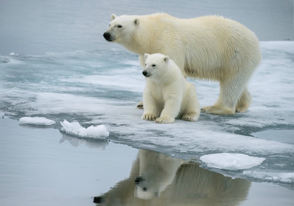 Advierten sobre la fuerte disminución de osos polares en Canadá. Foto: Shutterstock.