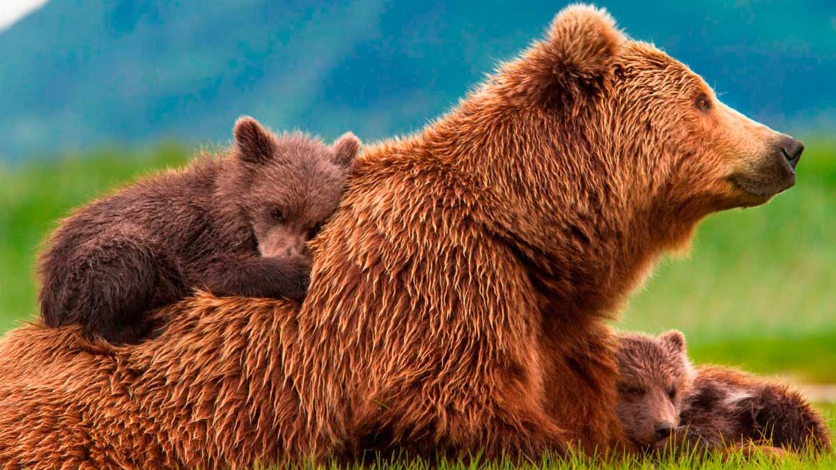 Día Internacional de la Biodiversidad