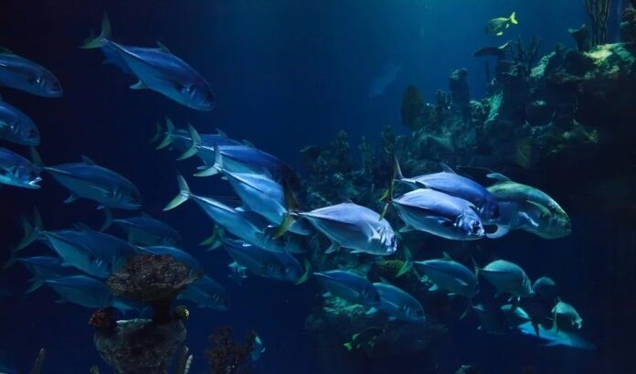 Un sistema contabiliza la cantidad de peces de acuicultura