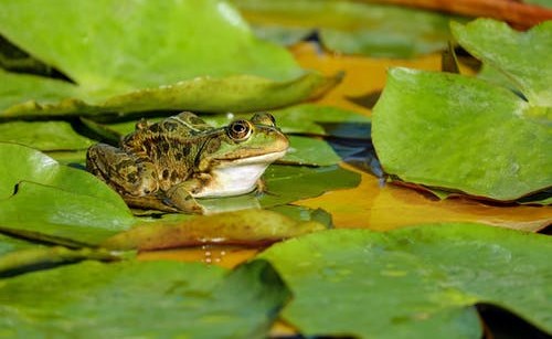 Descubierta una nueva especie de rana en Perú