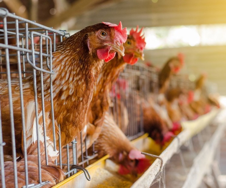 Bolivia declara emergencia zoosanitaria por gripe aviar. Foto: Shutterstock. Bolivia declara emergencia zoosanitaria por gripe aviar. Foto: Shutterstock.