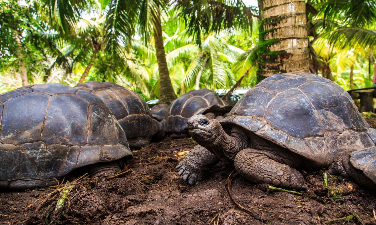 Retornan a su hábitat 86 tortugas en Islas Galápagos, en Ecuador. Foto: Istock.