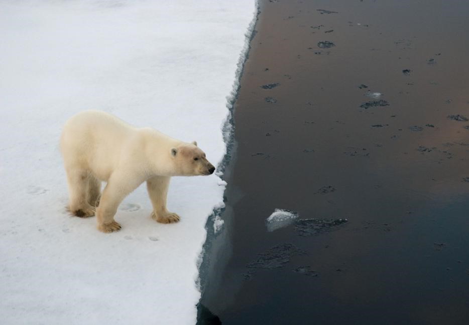 Comienza un proyecto para salvar muestras de hielo en el Ártico. Foto: WWF.