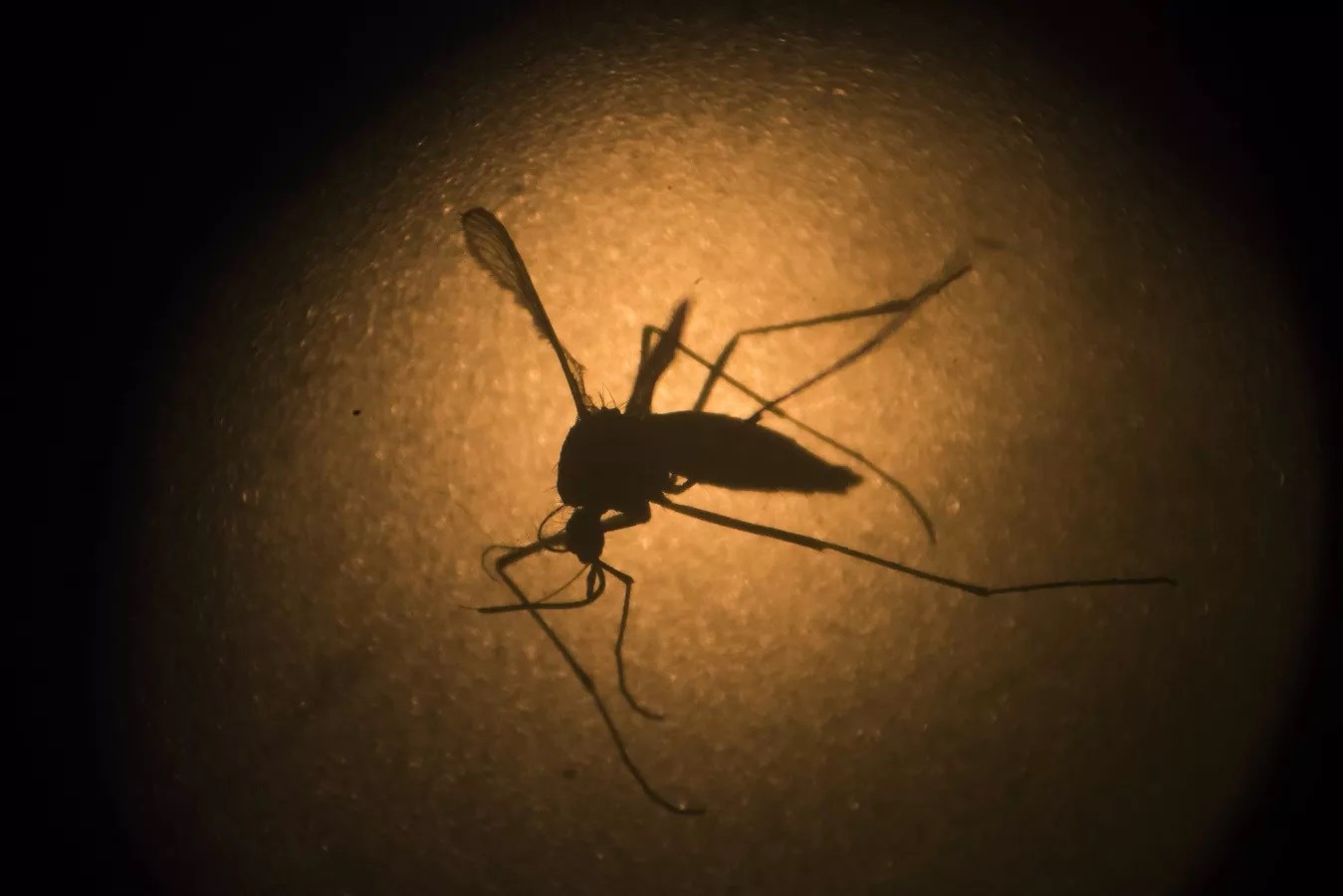 Perú decreta emergencia en 20 regiones por brote de dengue. Foto: AP.