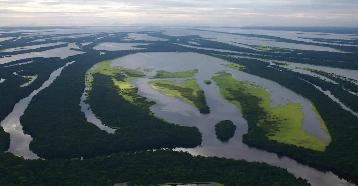 Detectan altos niveles de mercurio en los peces de la Amazonía. Foto: Flickr.